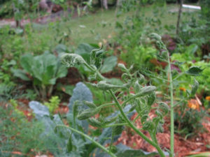 Cover photo for Three Week Results of Bioassays Performed on Manure Suspected of Damaging Local Gardens