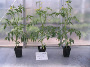 Cover photo for Five Weeks After Planting Tomatoes in Manure Compost-Damage Evident