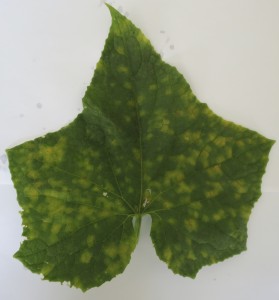 Cover photo for Cucurbit Downy Mildew Reported in North Carolina