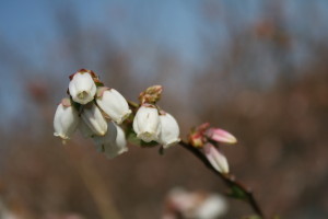 Cover photo for Which Bees Are the Best Blueberry Pollinators