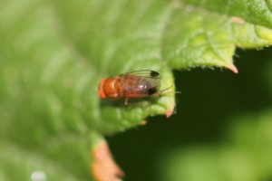 Male spotted wing drosophila on raspberry leaf.