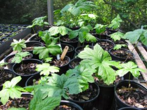 Cover photo for Red Root Natives Nursery-a Source for Native Woodland Botanical Plants