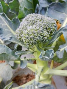 Cover photo for It’s beginning to look a lot like broccoli – then and now!