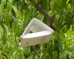 Delta trap hanging in tree