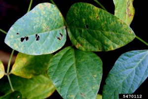 Cover photo for Soybean Rust Update June 13, 2016