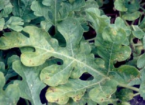 Cover photo for Watermelon Powdery Mildew Found in South Carolina