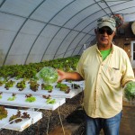 man working in hoop house