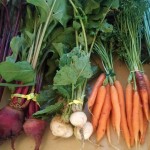 harvested radishes and carrots