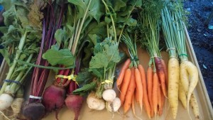 Assortment of fresh produce, carrots, beets, onions
