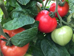 tomatoes ripening on vine