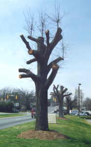 Cover photo for Pruning the Right Way:  Tips & Techniques for Trees