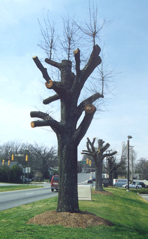 improperly pruned tree