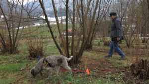 Cover photo for Learn How to Grow Truffles, and Eat Them, Too