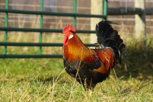 Cover photo for Poultry Health and Disease Workshop