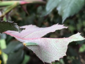 Rose sawfly on a rose leaf. Photo: SD Frank