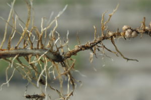 Cover photo for Sample for SCN Now to Preserve Future Soybean Yield Potential