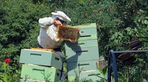 beekeeper working with hives