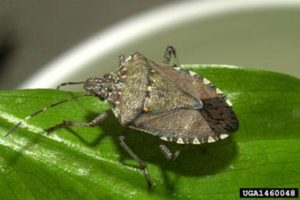adult brown marmorated stink bug