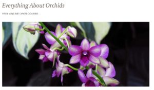 Image of orchid