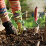 hands planting