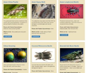 USDA APHIS List of Invasive Species