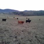 Cattle in the field