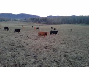 cows in a pasture