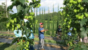 man talking in hop yard