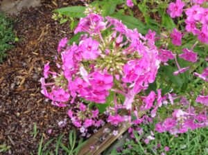 Phlox