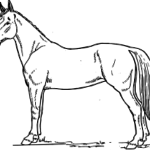 Drawing of horse
