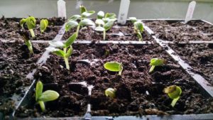 seeds germinating