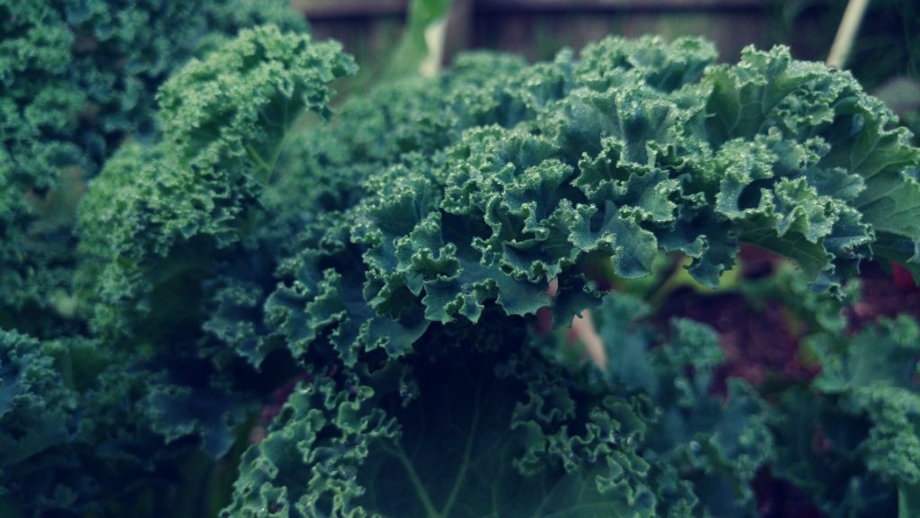 dark green leafy Kale