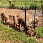 Pigs in a pen