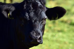 Cow with lies on face