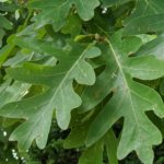 White oak