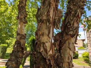 River birch