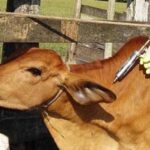 vaccinating cattle