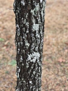 Lichen on trunk