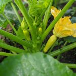 young squash growing