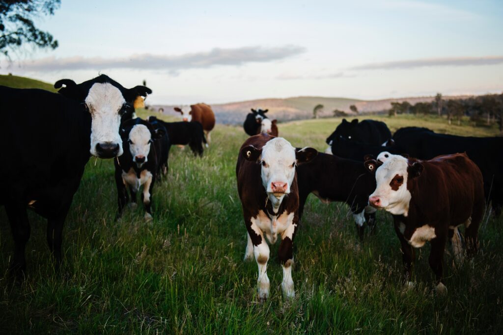 Pasture Management: Rotational Grazing | N.C. Cooperative Extension