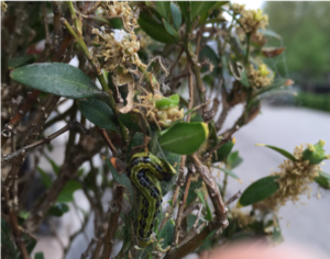 Box tree moth larva, webbing, and leaf damage. .S.D. Frank, NCSU