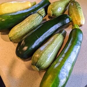 variety of squash