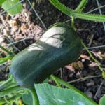 winter squash on vine