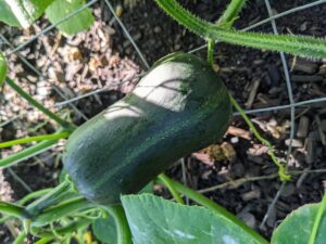 winter squash on vine