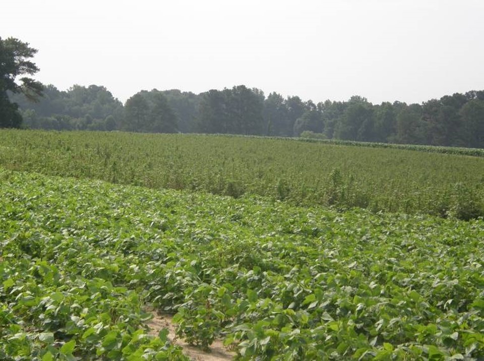 Herbicide Resistance | N.C. Cooperative Extension