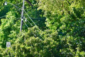 Tree on power lines