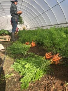 Tunnel Harvest