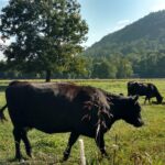 Cows in a pasture