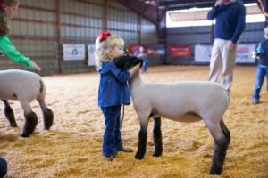 Cover photo for McDowell County 4-H Lamb Project