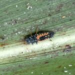 lady beetle larvae